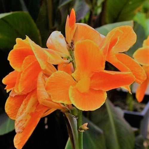 Canna 'Carnival'