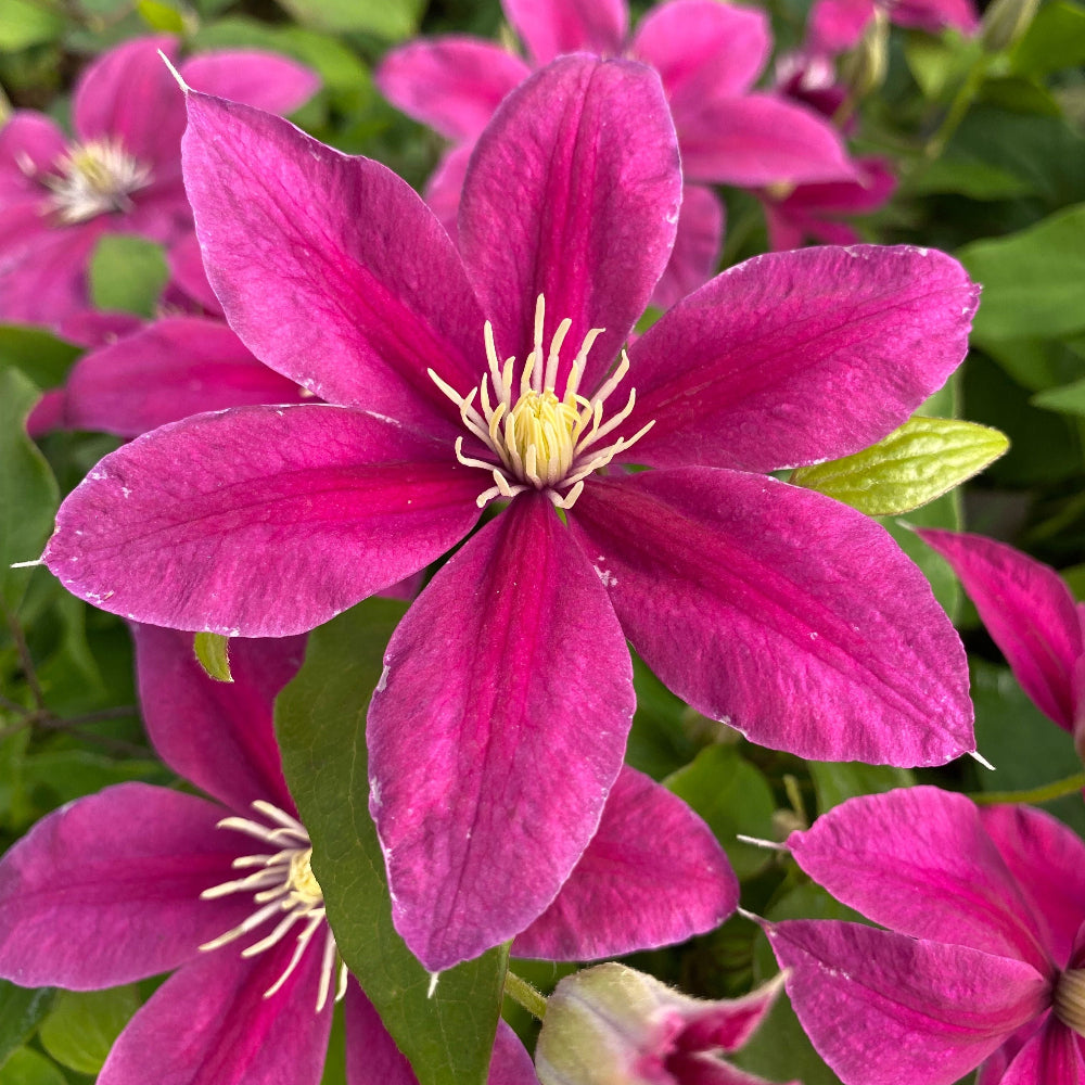 Clematis 'Acropolis' (Evipo078)
