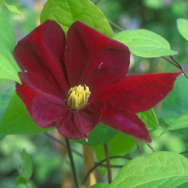 clematisvoluceau red flower with yellow centre