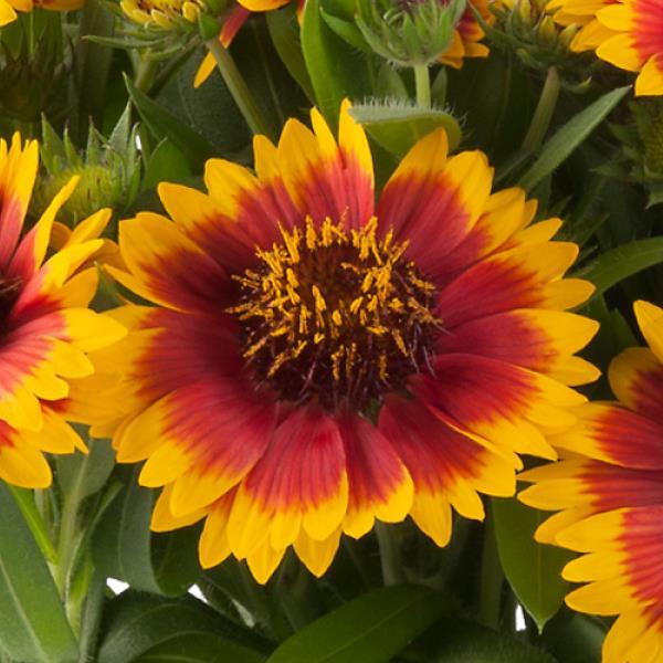 Gaillardia × grandiflora 'Guapa Flamenco Bicolour'