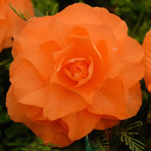 Begonia 'Double Orange'