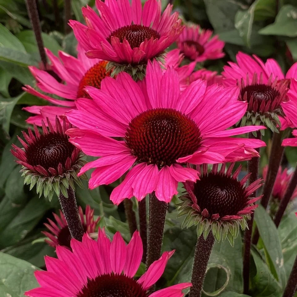 Echinacea purpurea 'SunSeekers Purple Towers'