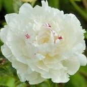 Paeonies 'Festiva Maxima'