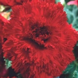 Begonia fimbriata red