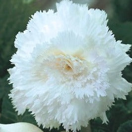 Begonia 'Fimbriata White'