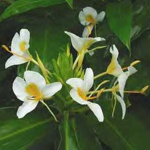 Hedychium Goldspot