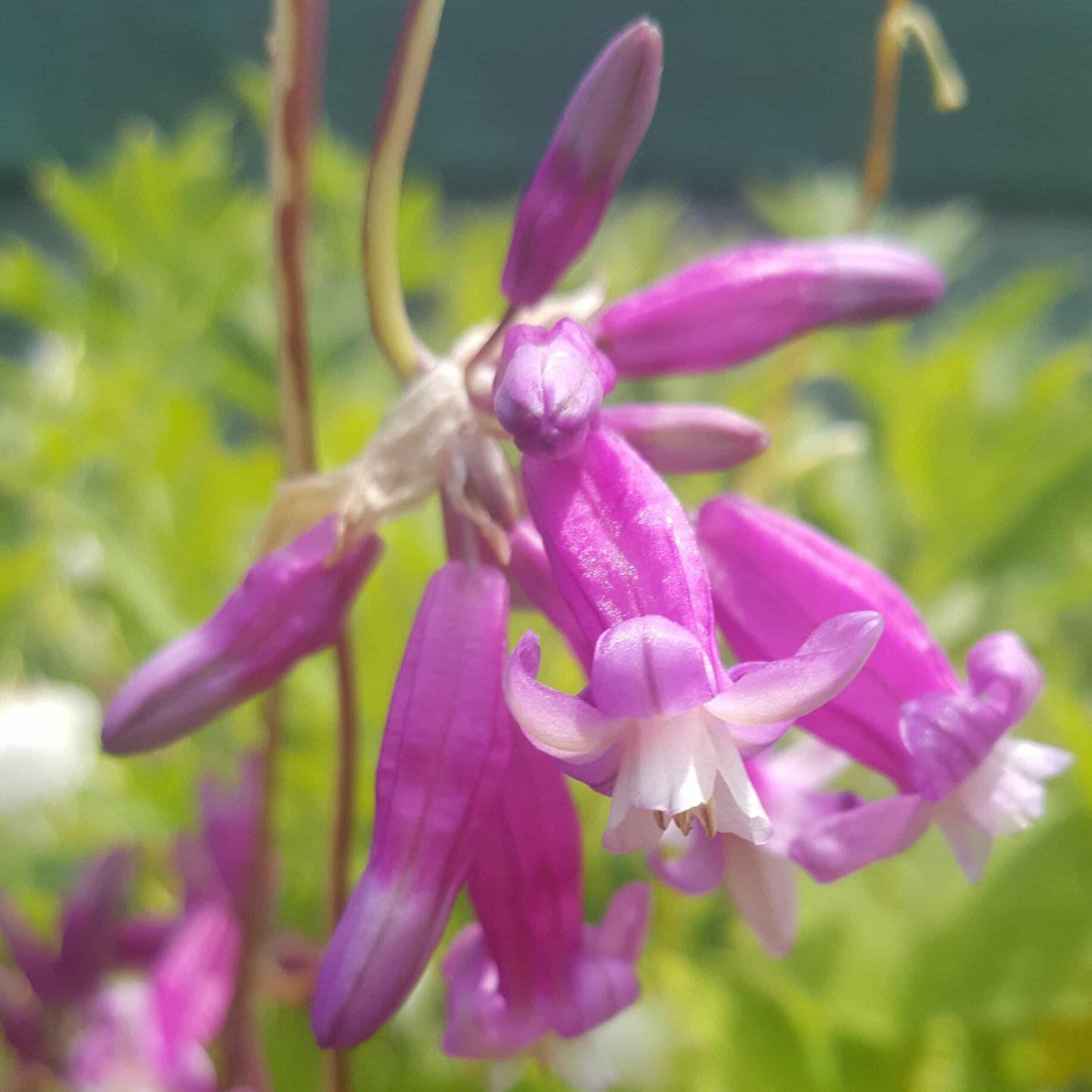 Dichelostemma ida-maia Pink Diamond – Garden Wildlife