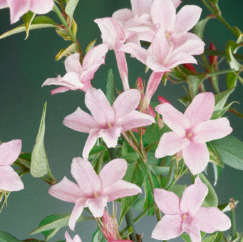 Jasminum x stephanense 'Stephen Jasmine'