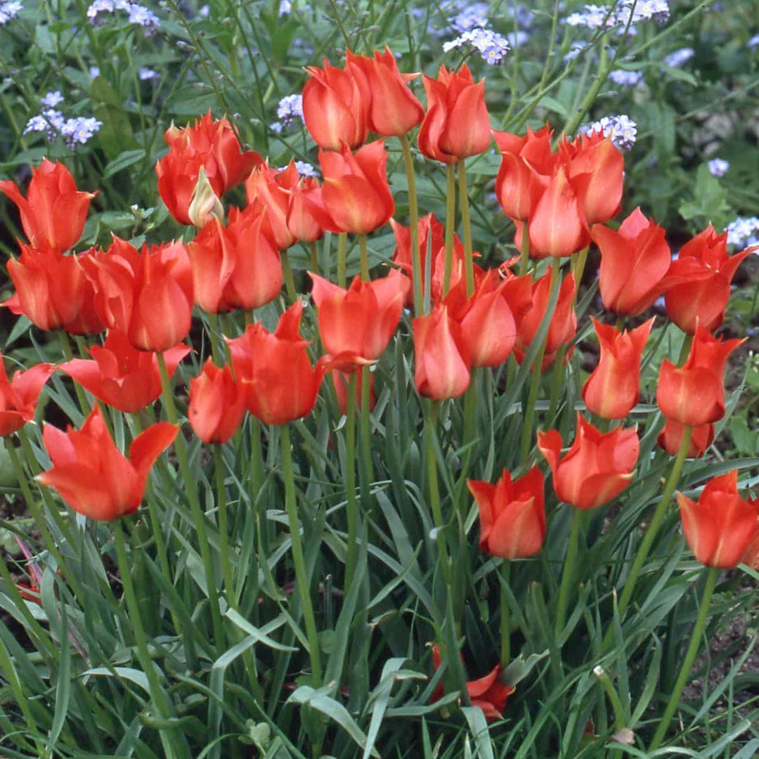 Tulip 'linifolia'