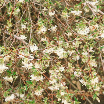 Lonicera fragrantissima 'Sweetest Winter Honeysuckle'