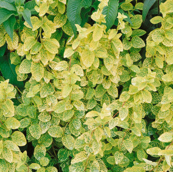 Lonicera japonica 'Aureoreticulata'