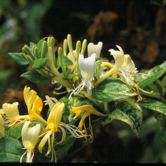 Lonicera japonica 'Horwood Gem'