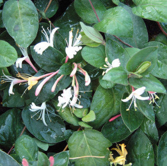 Lonicera japonica 'Purpurea'