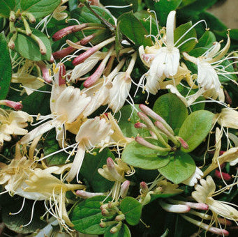 lonicera japonica repens Lonicera japonica 'Repens'