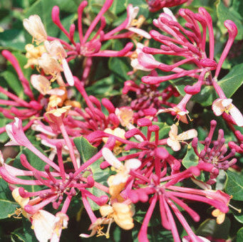 Lonicera periclymenum 'Belgica'