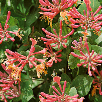 Lonicera periclymenum 'Serotina'
