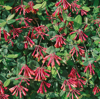 Lonicera sempervirens