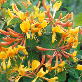 Lonicera tellmanniana 'Tellmann's Honeysuckle'