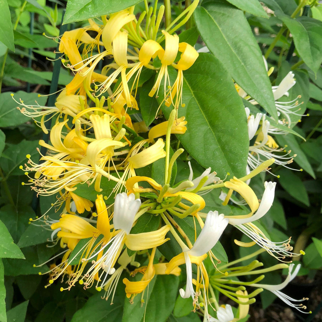 Lonicera similis variety 'Delavayi'