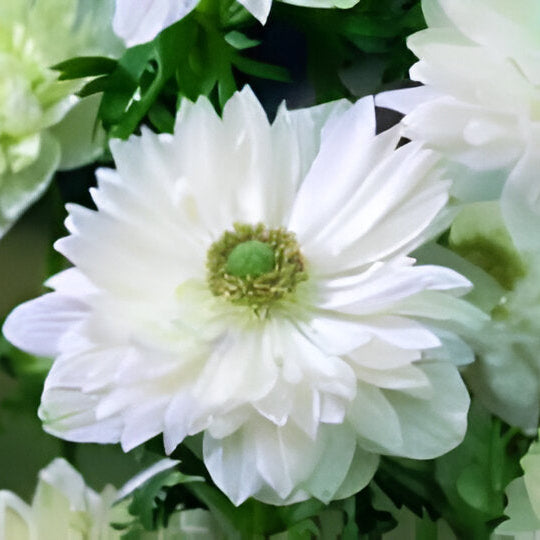 Anemone coronaria (St. Brigid Group) 'Mt. Everest' Bulbs