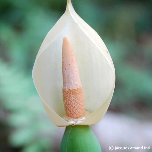 Alocasia odora (Asian Taro) Bulbs
