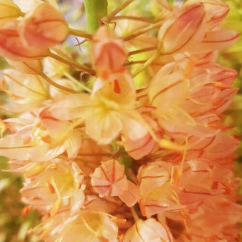 Eremurus 'Moneymaker'