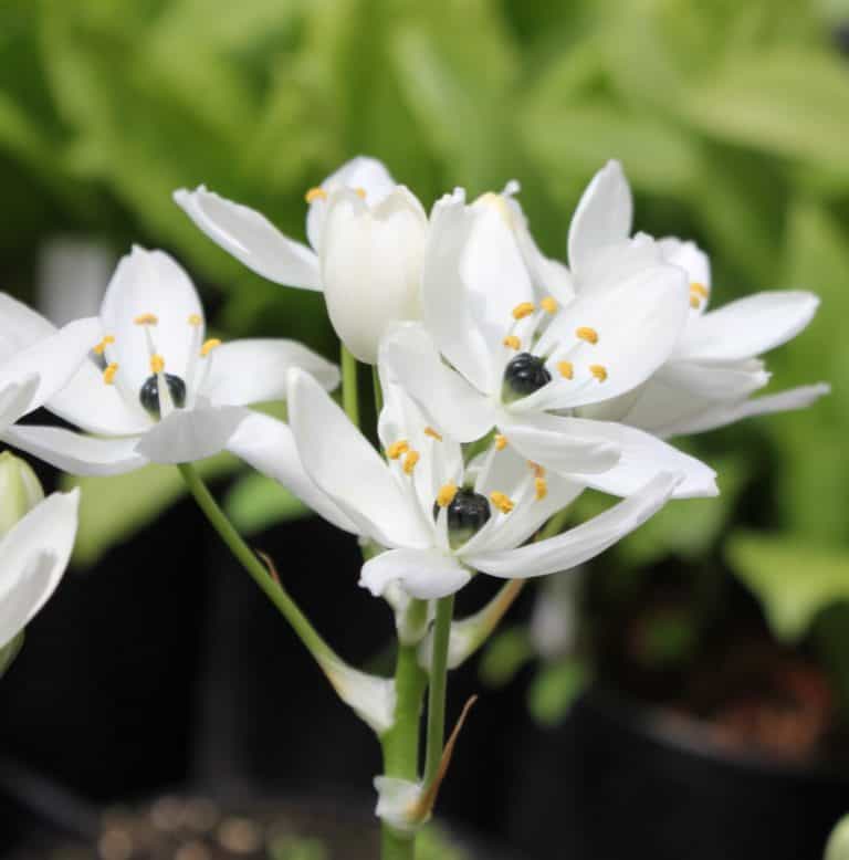 Ornithogalum arabicum (Arabian Starflower) Bulbs
