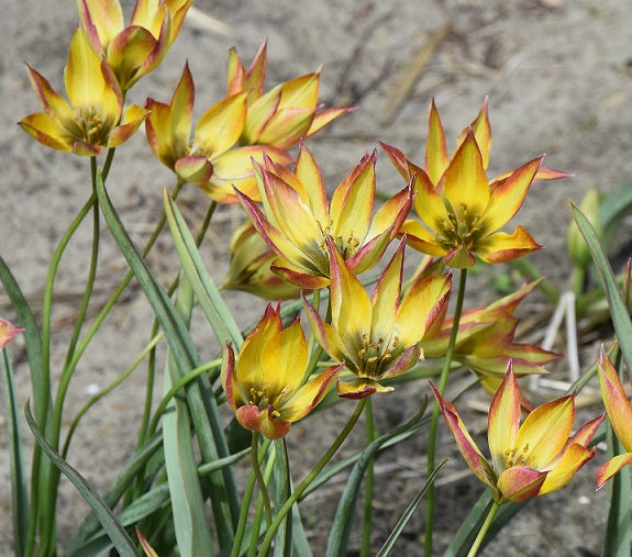 Tulip orphanidea 'Flava'