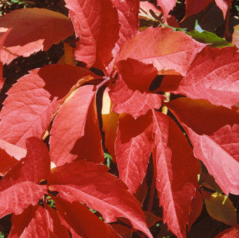 Parthenocissus quinquefolia 'Virginia Creeper'