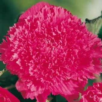 Begonia fimbriata pink