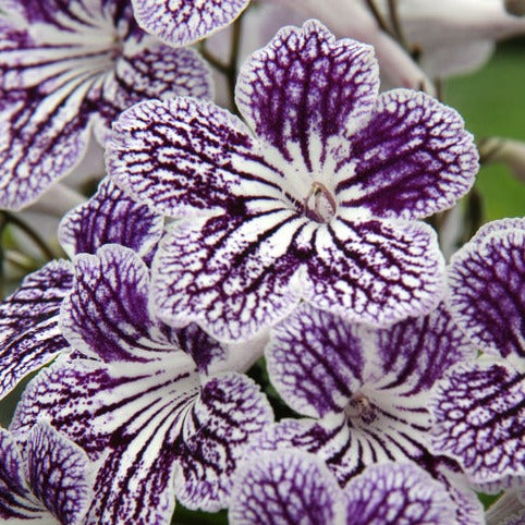 Streptocarpus 'Polka Dot' Purple 12cm