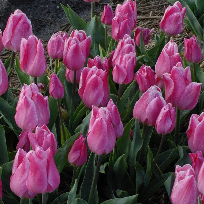Tulip 'Christmas Dream'