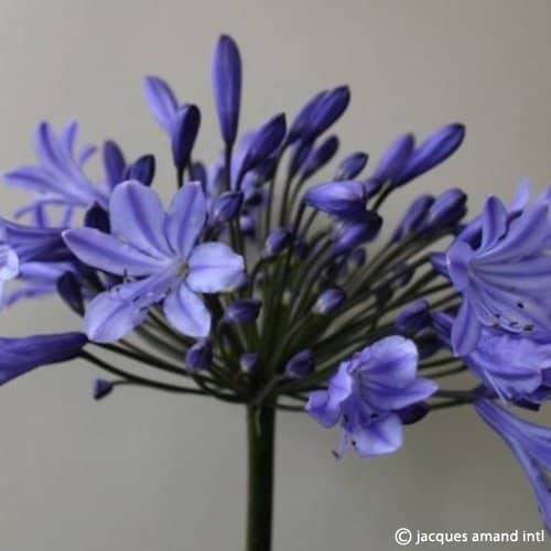 Agapanthus 'Stockholm'