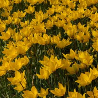 Tulip sylvestris