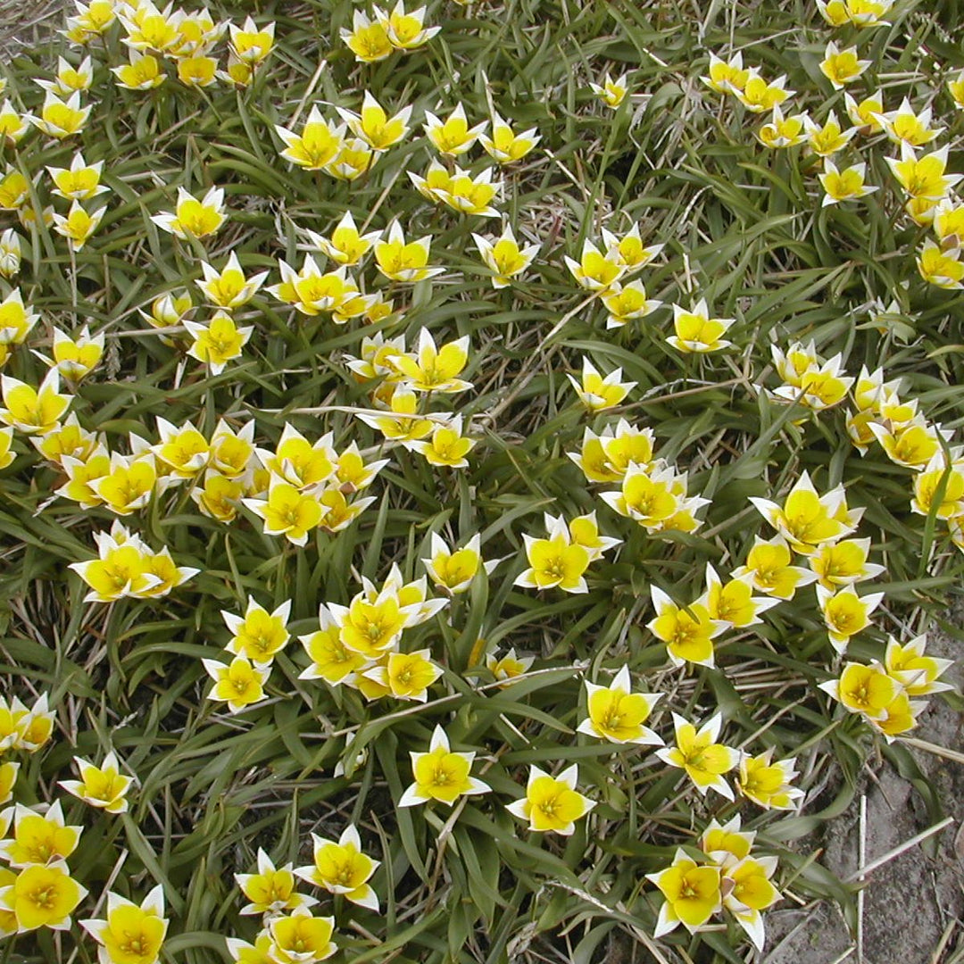 Tulip tarda