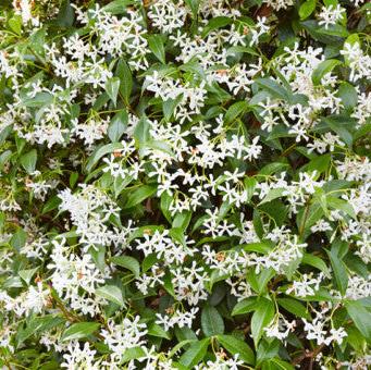 Trachelospermum jasminoides