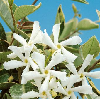 Trachelospermum jasminoides 'Variegata'