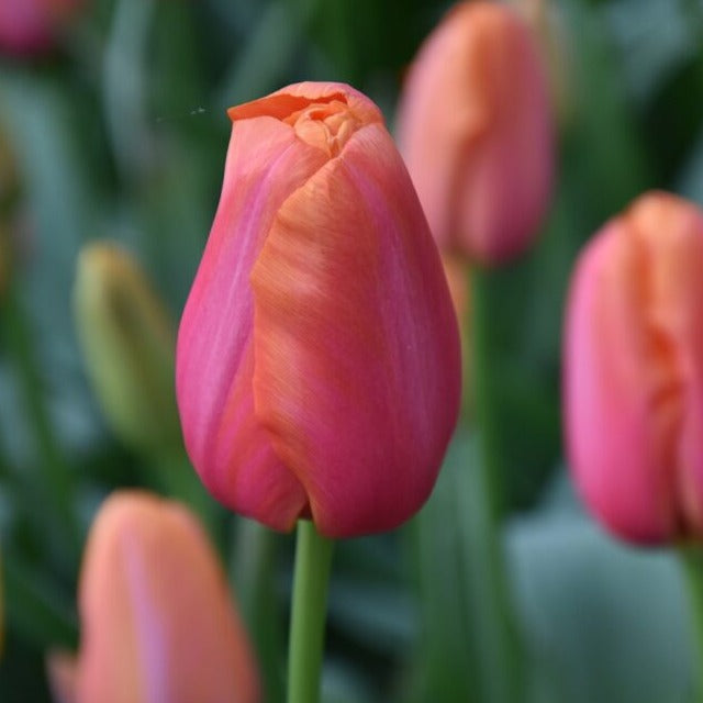 Tulip 'Avignon'
