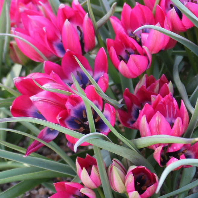 Tulip 'Little Beauty'