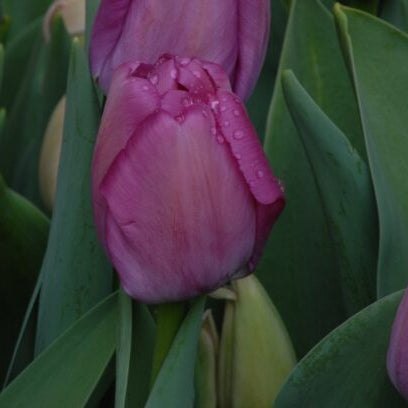 Tulip 'Purple Pride'