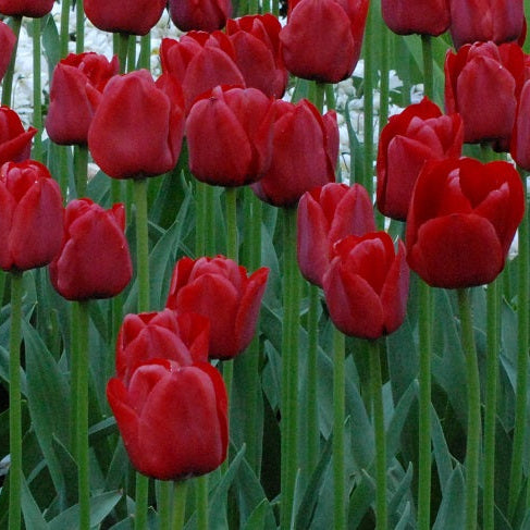 Tulip 'Ile de France'