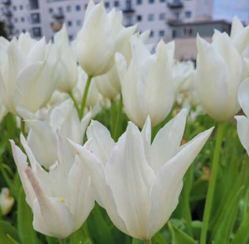 white triumphator lily flowering tulip Tulipa 'White Triumphator' Bulbs
