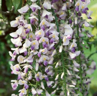 Wisteria floribunda 'Macrobotrys'
