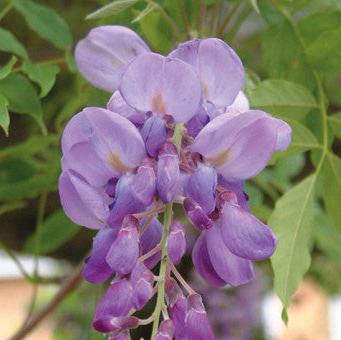 Wisteria sinensis 'Caroline'