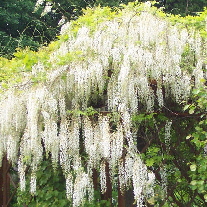 wisteriashironoda - hanging white flowers