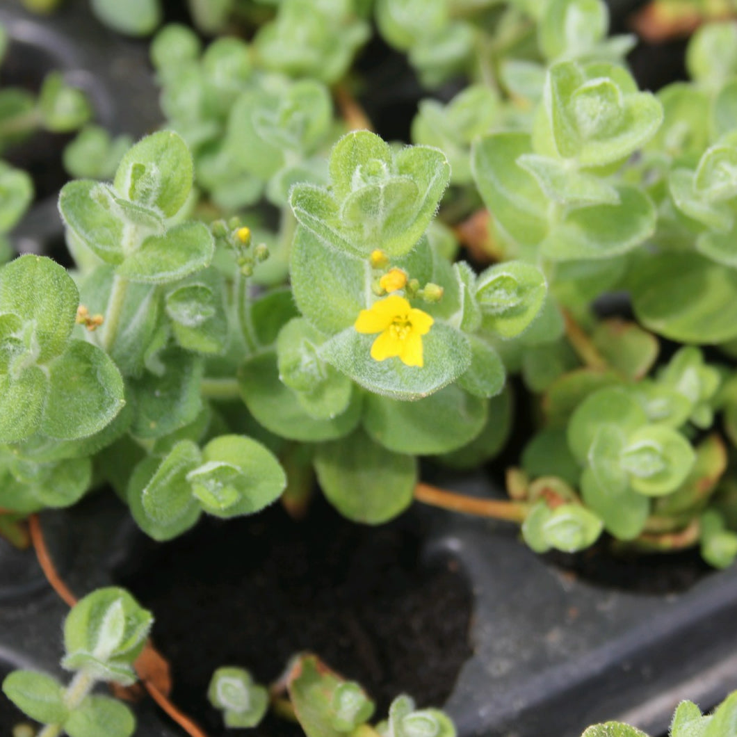 Marsh St John's Wort (Hypericum elodes)