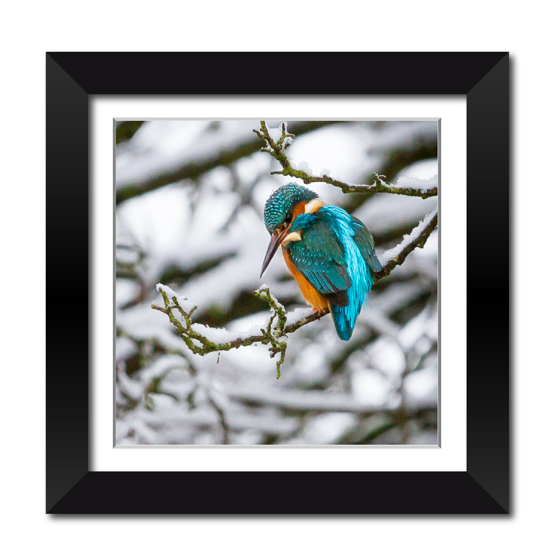 Kingfisher in the Snow 18" Framed Print