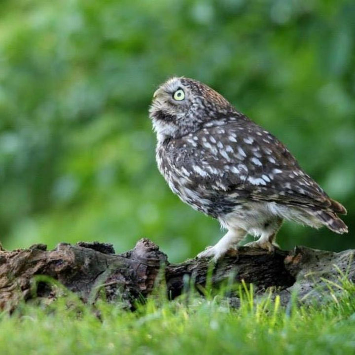 Gardenature Little Owl Box