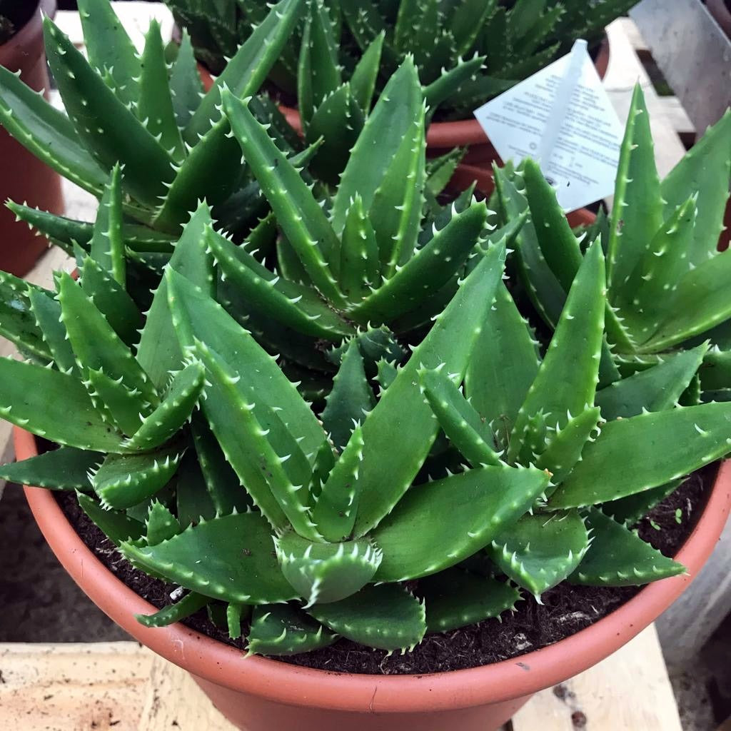 Rubble Aloe (Aloe mitriformis)