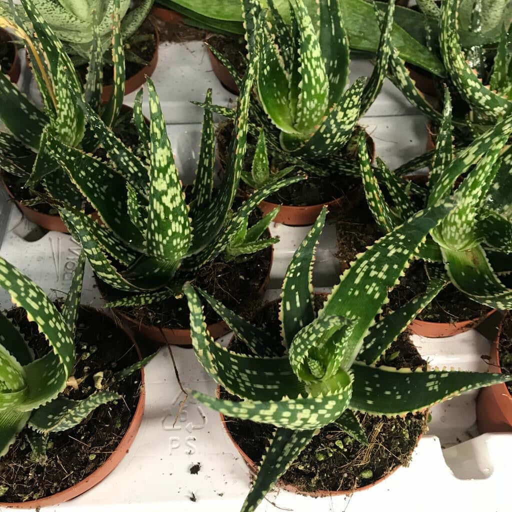 Aloe 'Danyz'